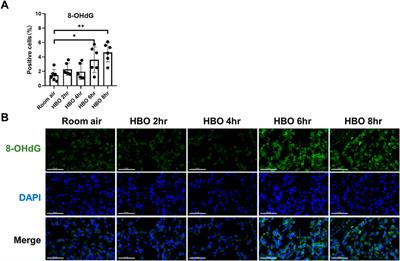 Hyperbaric oxygen-induced acute lung injury: A mouse model study on pathogenic characteristics and recovery dynamics